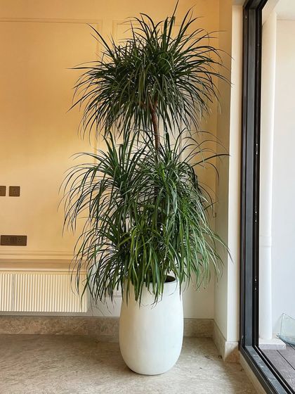 Indoor Plant Styling for Homes photo 6