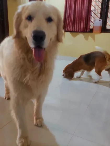 Smart fella, ain't he? This Golden Retriever knows how to pose for the camera.