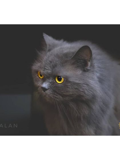 The Cat House - Cat Boarding Our Happy Guests: A Portrait Gallery photo 8