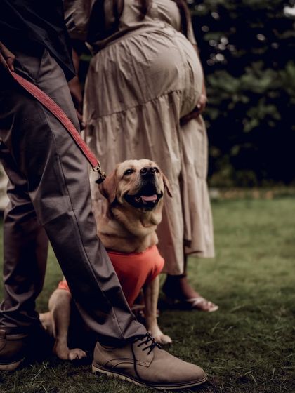 A close-up shot showing the family's loyal dog looking up at his owners, who are expecting. It’s a sweet way to show that the whole family, including pets, is part of this journey.