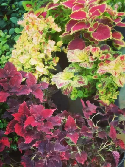 The Coleus plant is loved for its incredibly vibrant and patterned foliage, coming in shades of red, pink, yellow, and deep purple.
