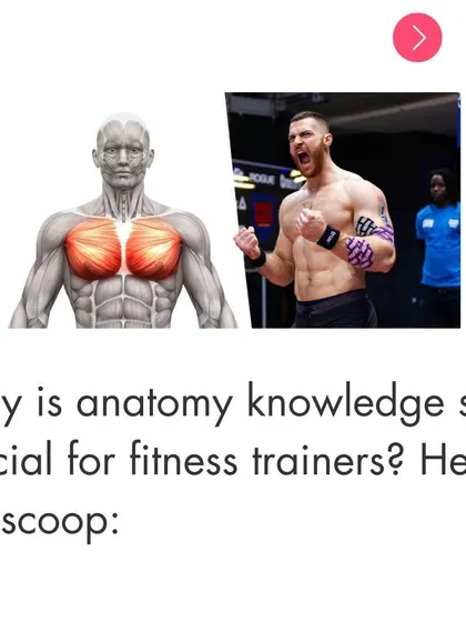 Why is anatomy knowledge crucial for fitness trainers? This image of the pectoral muscles is the start of a deep dive into the 'why'.