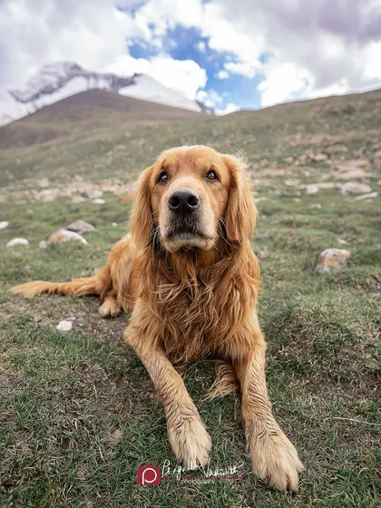 Meet Sir Charles of house Timtim, a majestic Golden Retriever I met at a base camp in the Himalayas. Whether in the studio or on a mountain, I'm ready for an adventure to capture your pet's true spirit.