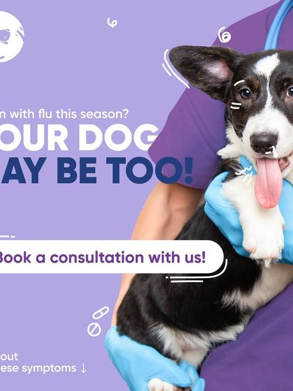 Chasing Tails - Veterinary Care & Hospital Services Canine Care Corner photo 4