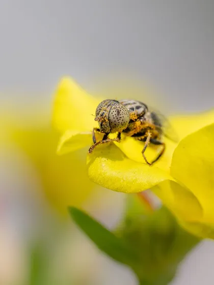 The hoverfly on a yellow flower, seen from a slightly different angle.