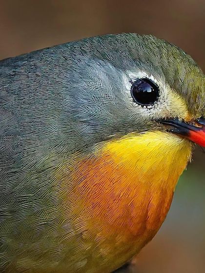 A close-up of a Red-billed Leiothrix. The soft focus background makes the sharp details of its face, red bill, and yellow-orange throat stand out beautifully.