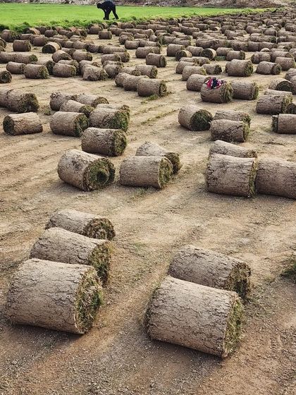 Delhi Gardner - Wholesale Plant & Turf Supply Natural Grass Turf: From Our Farm to Your Project photo 33