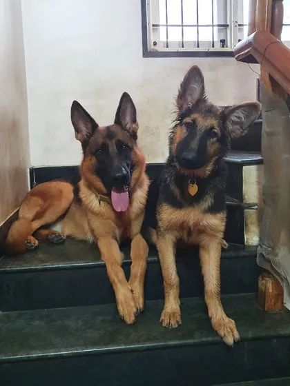 A relaxed pair of German Shepherds enjoying a quiet moment in the house. I work with all breeds, helping them feel comfortable and integrated within our mixed pack.
