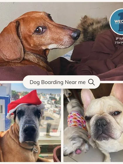 We welcome dogs of all shapes and sizes into our family. This is just a small peek at some of the adorable faces we've had the joy of caring for, from tiny Frenchies to gentle giants like the Great Dane.