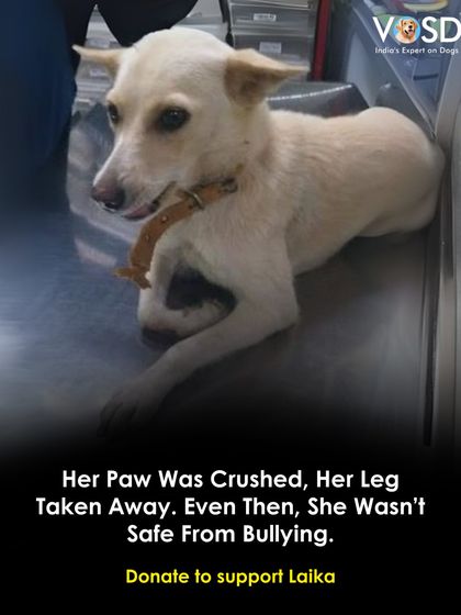 Laika lost her leg after her paw was crushed, but her challenges didn't end there. She was bullied by other dogs on campus. At VOSD, she is safe from harm and lives peacefully with her new pack.