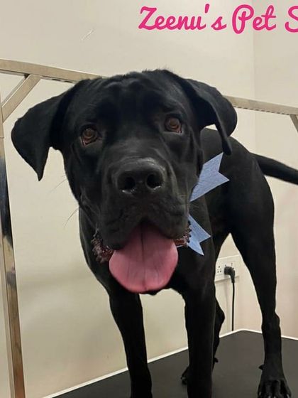 Zeenu's Pet Spa - Dog Grooming & Spa Gentle Giants & Large Breed Care photo 13