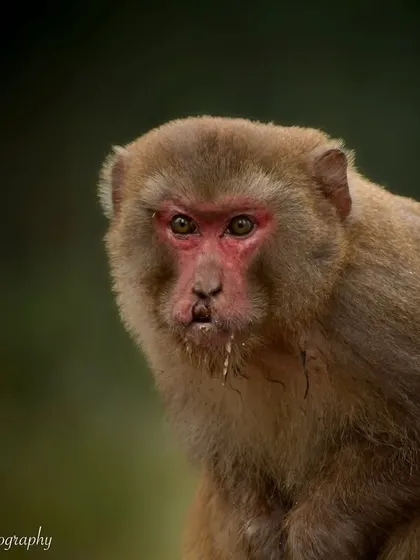 A portrait of a Rhesus Macaque from my trip to Dudhwa. The dark background helps to isolate the subject, highlighting its expressive face and the texture of its fur.