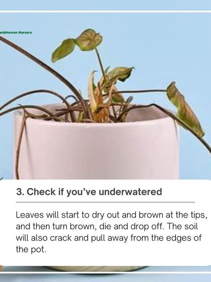 If your plant's leaves are dry, brown at the tips, and the soil is pulling away from the pot, you've likely underwatered it. A good, thorough watering can often solve the problem.
