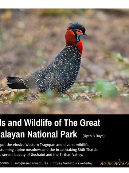 Himalayan Expeditions: Birds & Snow Leopards photo 17