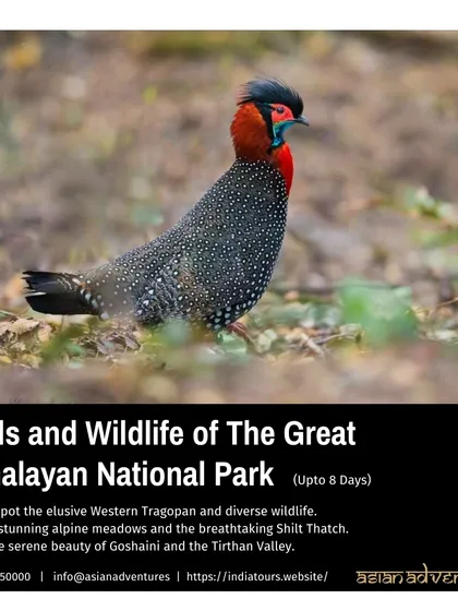 The Western Tragopan, one of the world's most elusive and beautiful pheasants, is a prized sighting in the Great Himalayan National Park. Our dedicated treks into this park are for serious birders hoping for a glimpse.