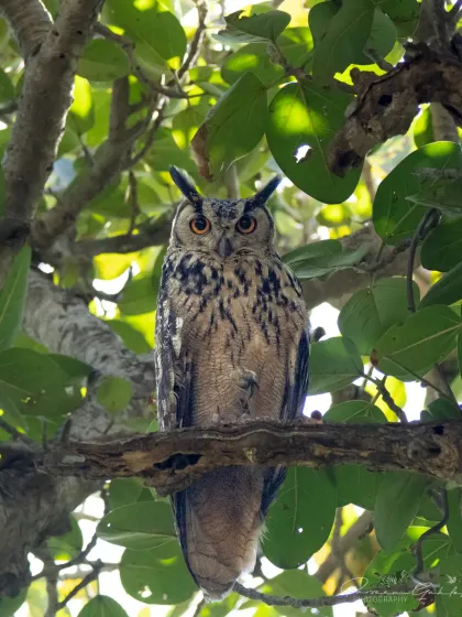 A Rock Eagle-Owl perched amongst the foliage near Delhi. These large owls are masters of camouflage, blending in perfectly with their rocky habitats.