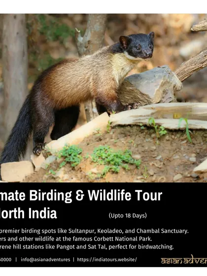 A poster for our Ultimate North India tour, featuring the Yellow-throated Marten, an agile predator of the Himalayan foothills. This tour combines birding hotspots with stays in serene hill stations like Pangot and Sat Tal.