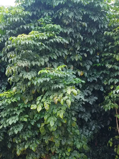 A dense canopy of lush green leaves from trees growing in the nursery, ready to provide shade and beauty to a new home.
