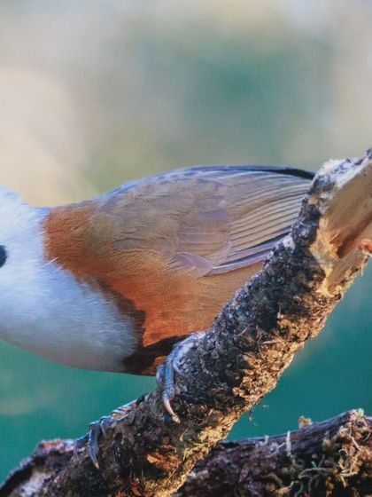 A White-crested Laughingthrush perched on a branch, its head cocked as if listening for the calls of its flock mates.