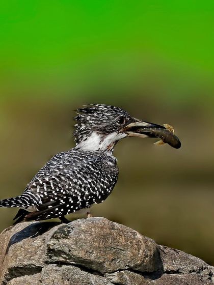 A Crested Kingfisher stands on a rock with a fish in its beak. The wider shot includes the rocky perch and the green water, providing context for the catch.
