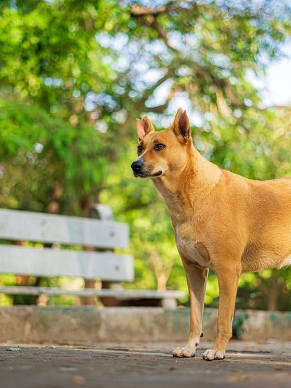 Rohit - Family & Pet Photography Paws & Personalities: Solo Pet Portraits photo 5