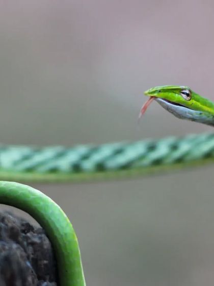 A Green Vine Snake flicks its tongue, sensing the air. This is how snakes "smell" their surroundings, a beautiful and fascinating behavior to capture.