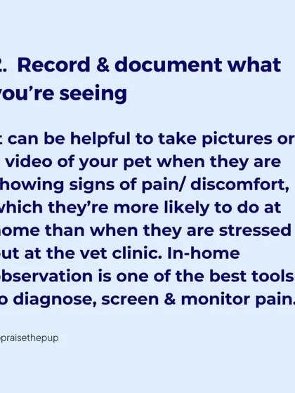 Documenting what you see at home is incredibly helpful for your vet. Take photos and videos of your dog showing signs of pain, as they are less likely to show these behaviors in a stressful clinic environment.
