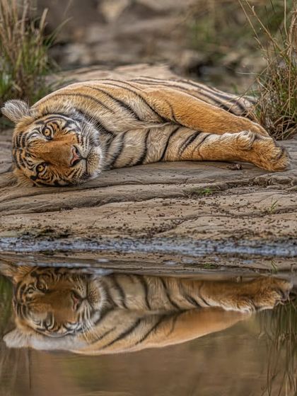 To create a reflection shot like this, you have to get down to the subject's eye level. I waited for the water to turn to glass, giving me a perfect, symmetrical reflection of this resting tigress. It’s all about patience, silence, and respect.