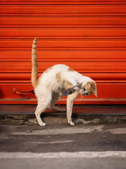The cat holds its prey, its tail high, showing a moment of pride and dominance. This image is part of the "Kitty Party" series documenting a hunt on the streets.