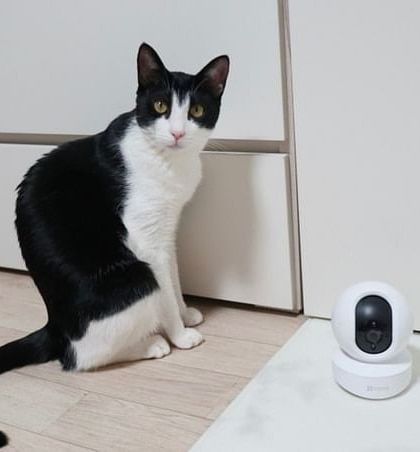 An EZVIZ pan-and-tilt camera placed on the floor, ready to keep an eye on pets while you're away. These cameras are great for pet monitoring with their motion tracking feature.