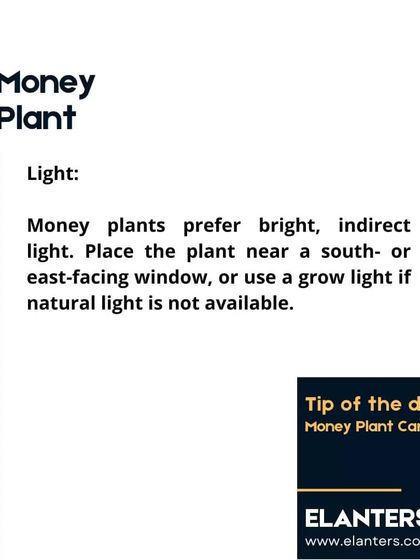 Expert Plant Care & Tips photo 33