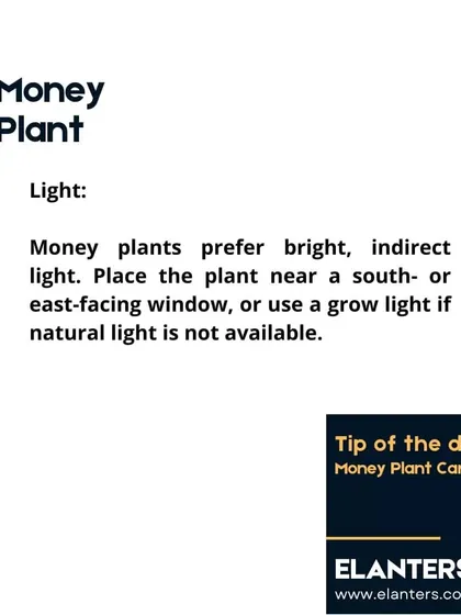Money Plant Care: Light. These plants prefer bright, indirect light. An east-facing window is ideal, but they are adaptable to lower light conditions as well.