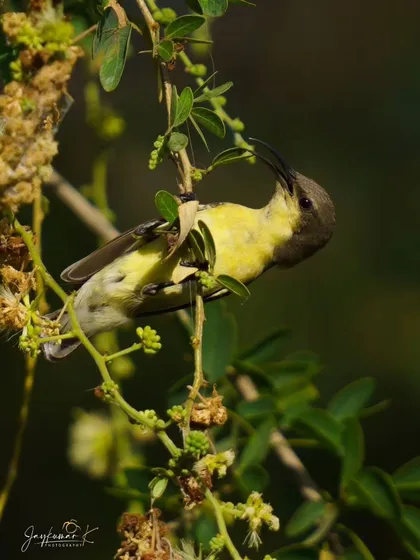 A sunbird hangs upside down to feed from a flower, showcasing its acrobatic skills.