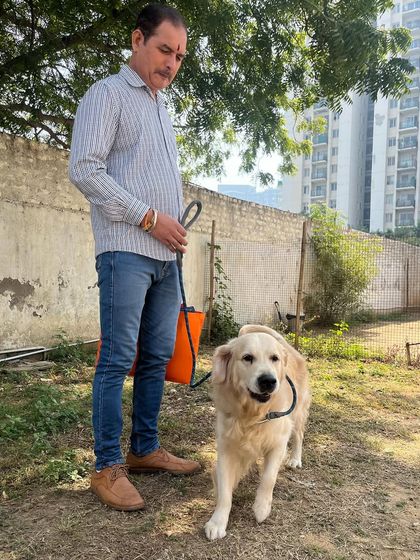 Ollie, a happy Golden Retriever, posing for a picture before heading home after his boarding stay. It's always a treat to have this loving and playful boy with us.