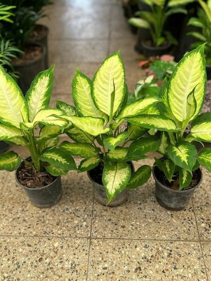 A set of three Dieffenbachia plants. They are very reliable and easy-to-grow houseplants.