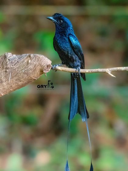 The glossy black plumage and unique long tail feathers of a Greater Racket-tailed Drongo. They are excellent mimics and add a unique sound to the forest canopy.