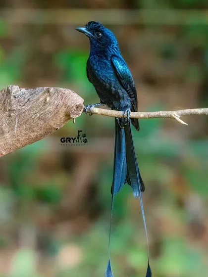 The glossy black plumage and unique long tail feathers of a Greater Racket-tailed Drongo. They are excellent mimics and add a unique sound to the forest canopy.