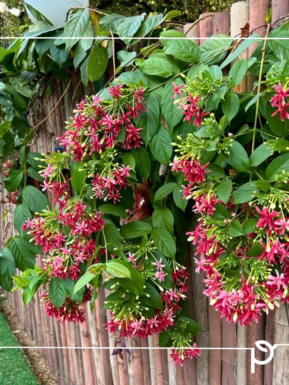 Our Native Plant Showcase photo 38