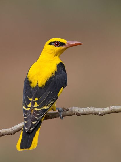 An Indian Golden Oriole, its brilliant yellow plumage a startling flash of color in the forest.