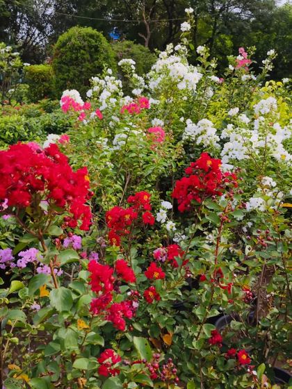 Another shot of the Lagerstroemia 'Black Diamond' variety, where the deep red flowers contrast beautifully with the dark foliage.