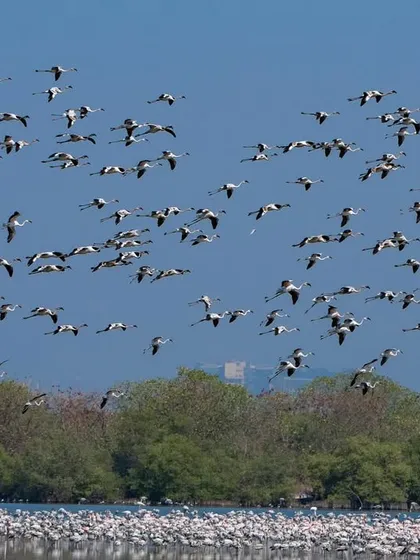 Capturing the layered effect of hundreds of birds in the sky is a technique I teach for creating dynamic flight shots.