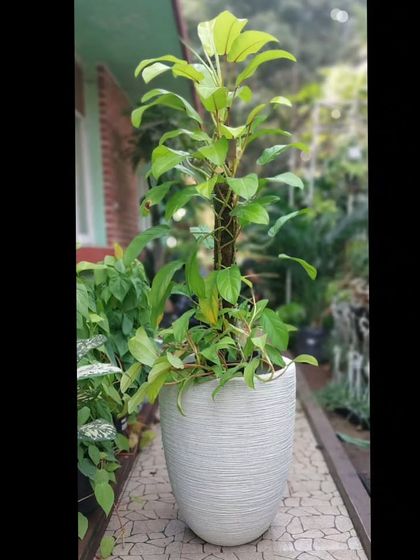 Indoor & Shade-Loving Plants photo 9