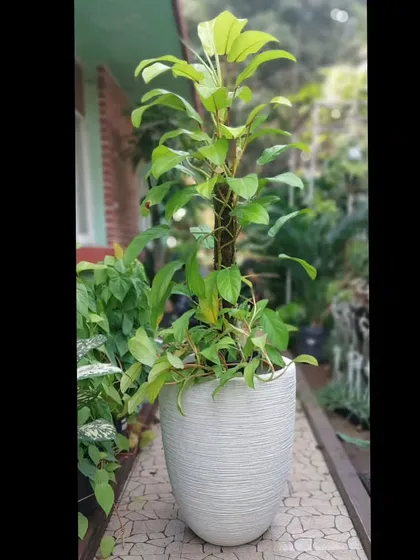 A tall Schefflera, or Umbrella Plant, is paired with a trailing vine in this elegant white planter. Combining plants of different growth habits in one pot adds texture and visual interest.
