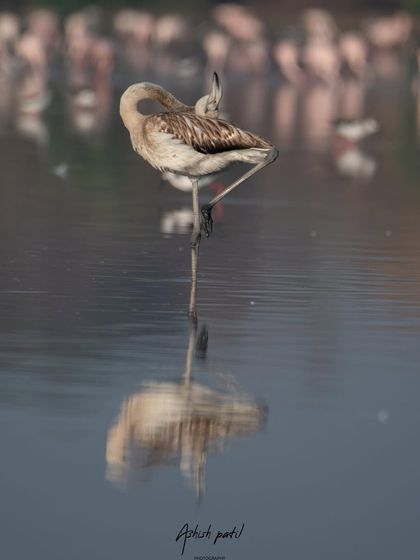 The final shot in the 'yoga' series, showing the flamingo in a graceful, balanced stance.