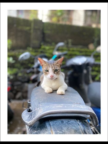 Manya Upadhyay - Travel & Documentary Photography Wildlife Encounters photo 27