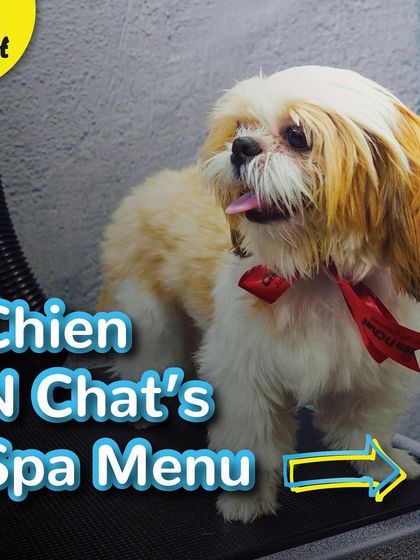 Take a look at our full spa menu. We have a wide range of services to pamper your pet from head to tail.