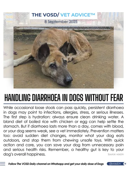 Dealing with diarrhoea in dogs can be stressful for any owner. I provide practical, no-jargon vet advice to help you manage common health issues. Simple steps like ensuring hydration and providing a bland diet can make a huge difference in your dog's recovery and overall well-being.
