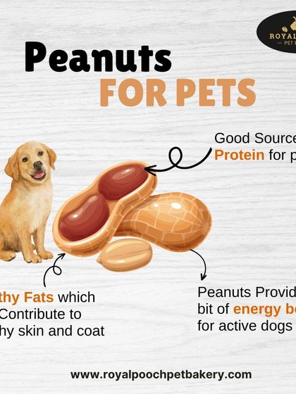 Did you know peanuts are a great source of protein and healthy fats for pets? They can contribute to healthy skin and a shiny coat, and provide an energy boost for active dogs.