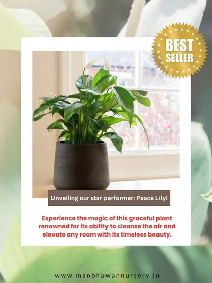 The Peace Lily is another bestseller, loved for its elegant white blooms and air-purifying qualities. It's a perfect, low-maintenance plant that enhances any indoor space, making it an ideal wellness gift for employees.