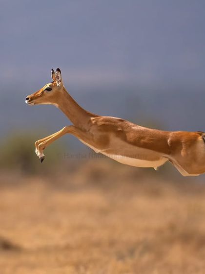 An impala frozen mid-flight in Laikipia. This shot was about timing, technique, and positioning our vehicle to get a clean background and sharp action.